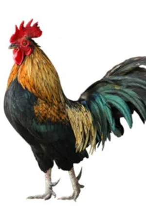 Beware of Chicken
